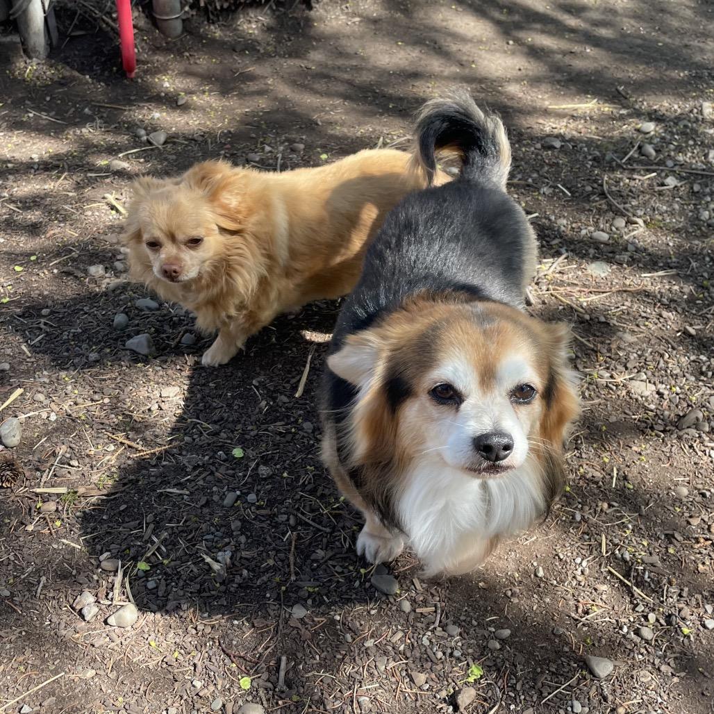 Enlarge King, a Adoptable Chihuahua in Spokane, WA image 3/3