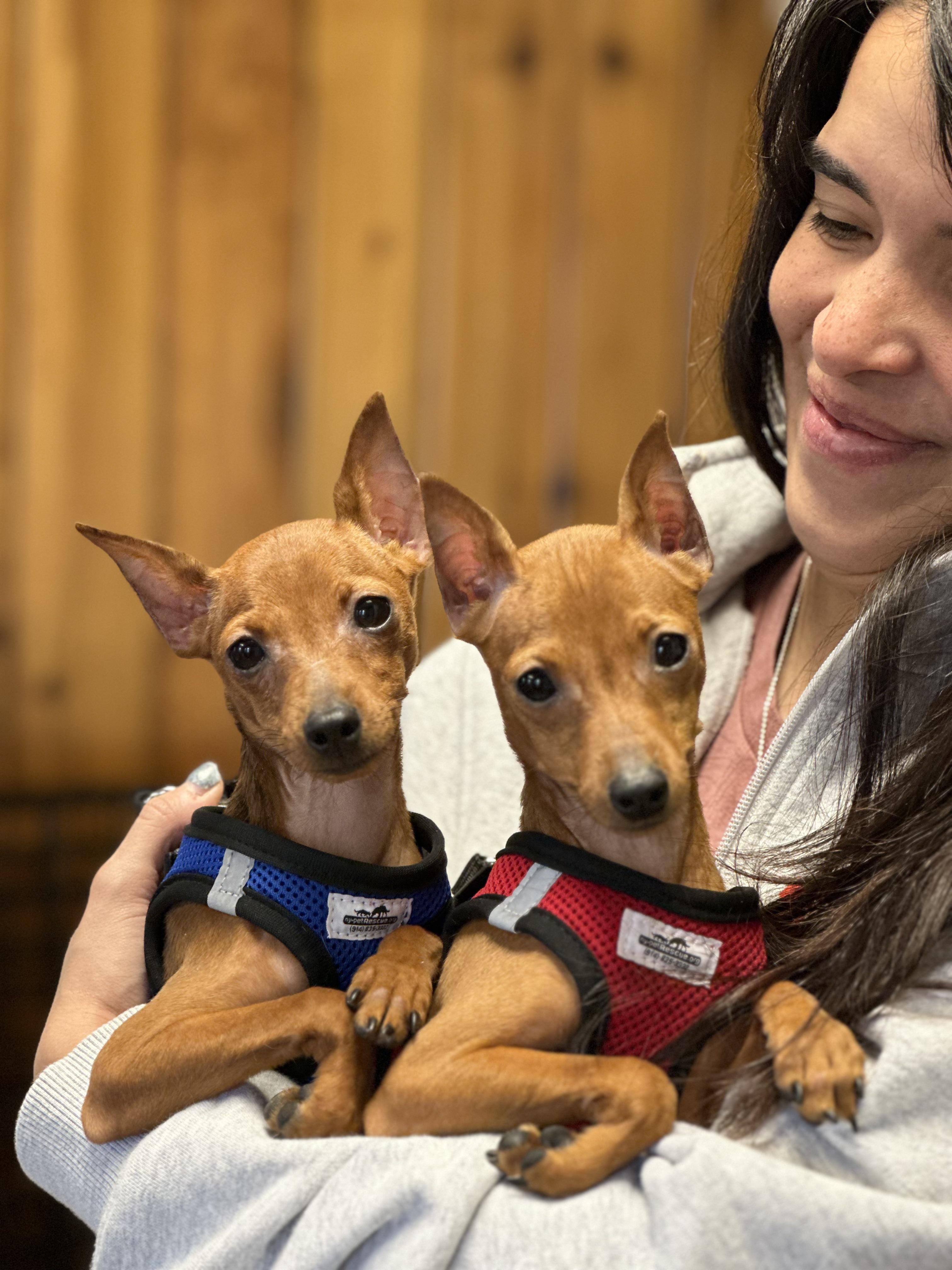 Bert & Ernie, adopted, Puppy Male Miniature Pinscher.