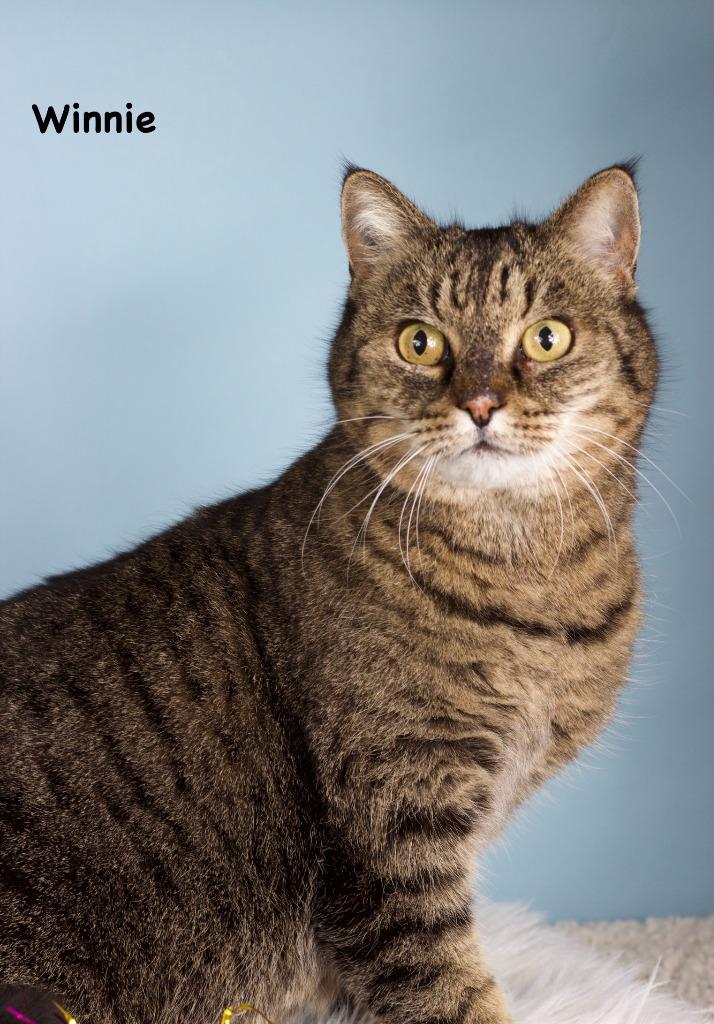 Winnie, Adoptable, Adult Female Domestic Short Hair.