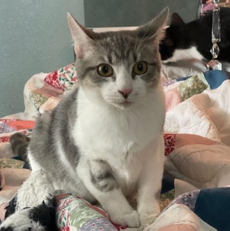 Hobbs, Adoptable, Young Male Domestic Short Hair & Tabby.