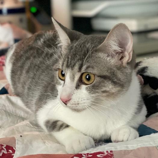 Enlarge Hobbs, a Adoptable mixed breed in Fort Worth, TX image 2/3