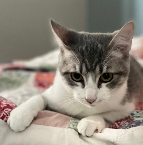 Enlarge Hobbs, a Adoptable mixed breed in Fort Worth, TX image 3/3