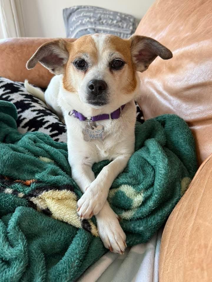 Tinkerbelle, a ADOPTABLE mixed breed in Red Hook, NY image 2/5