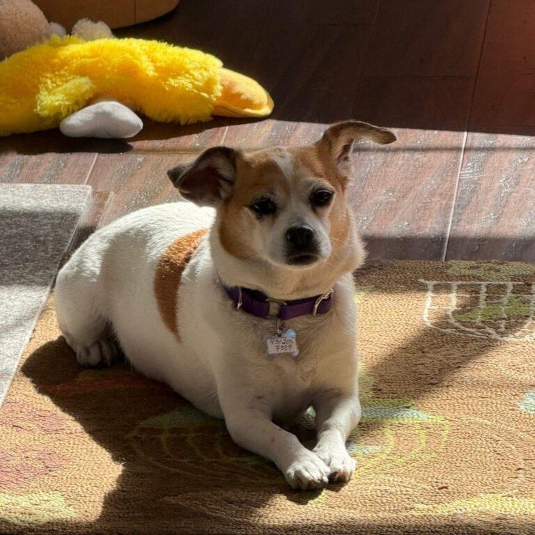 Tinkerbelle, ADOPTABLE, Adult Female Chihuahua.