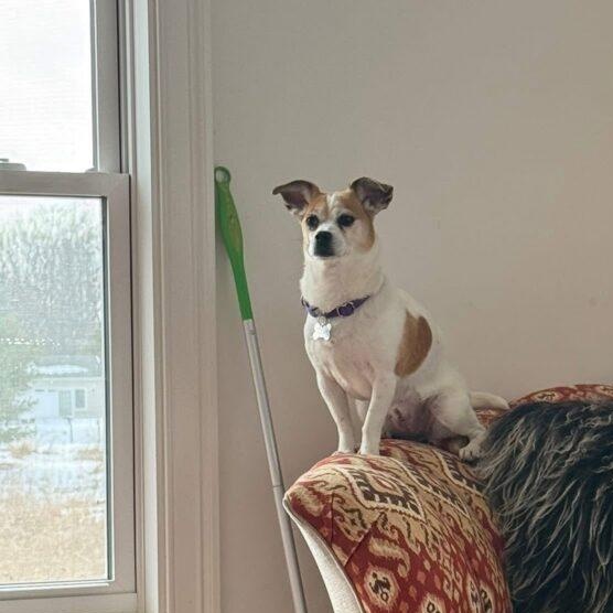 Tinkerbelle, a ADOPTABLE mixed breed in Red Hook, NY image 4/5