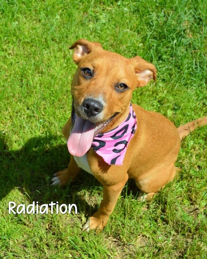 Radiation, a Adoptable Hound in Gautier, MS image 1/2