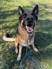 Enlarge Luna, a Adoptable German Shepherd Dog in Orlando, FL image 1/4