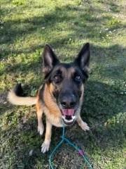 Enlarge Luna, a Adoptable German Shepherd Dog in Orlando, FL image 2/4