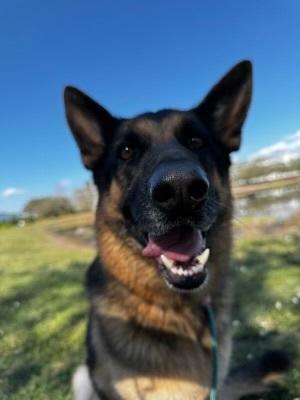 Enlarge Luna, a Adoptable German Shepherd Dog in Orlando, FL image 4/4