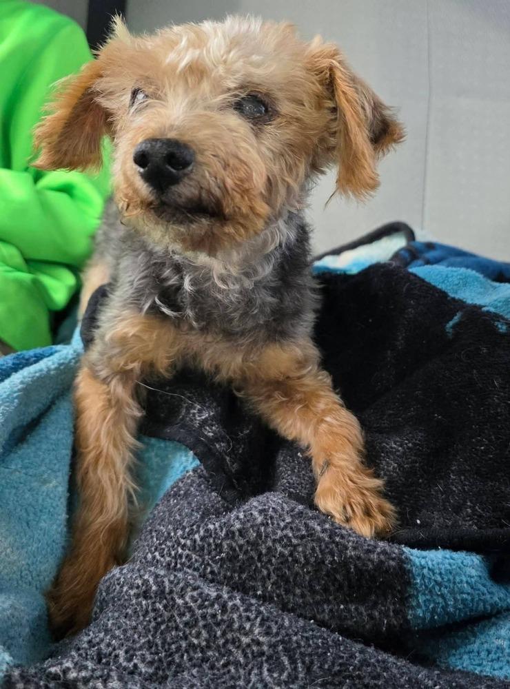 Matt, Adoptable, Senior Male Yorkshire Terrier.