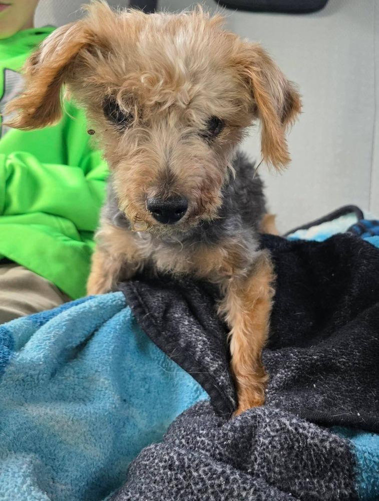 Matt, a Adoptable Yorkshire Terrier in Bonifay, FL image 2/2