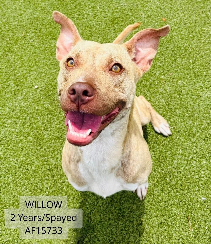 Enlarge Willow, a Adoptable mixed breed in Supply, NC image 1/1