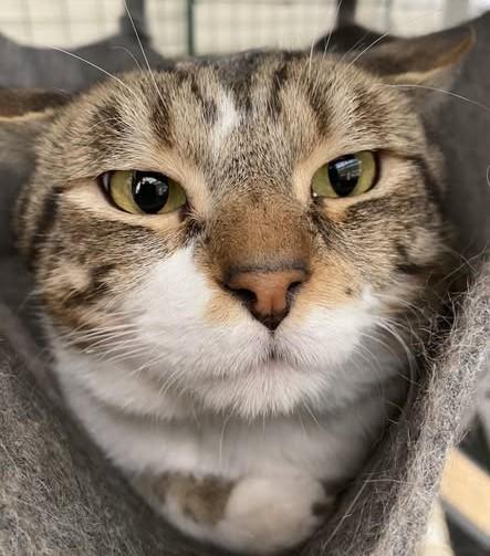 BAGHEERA, Adoptable, Adult Male Domestic Short Hair & Domestic Short Hair.