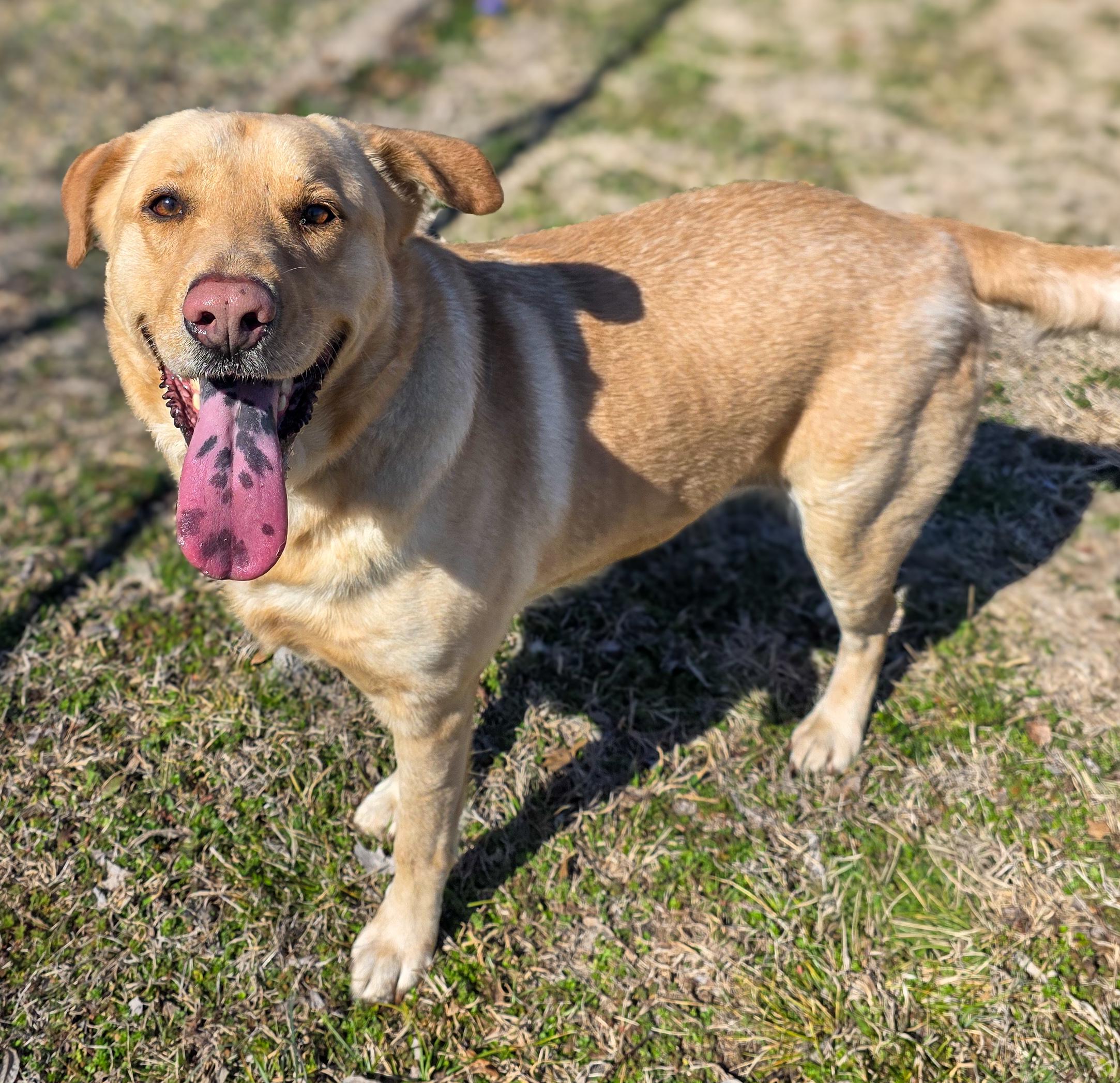 Ashton, Adoptable, Adult Male Yellow Labrador Retriever.