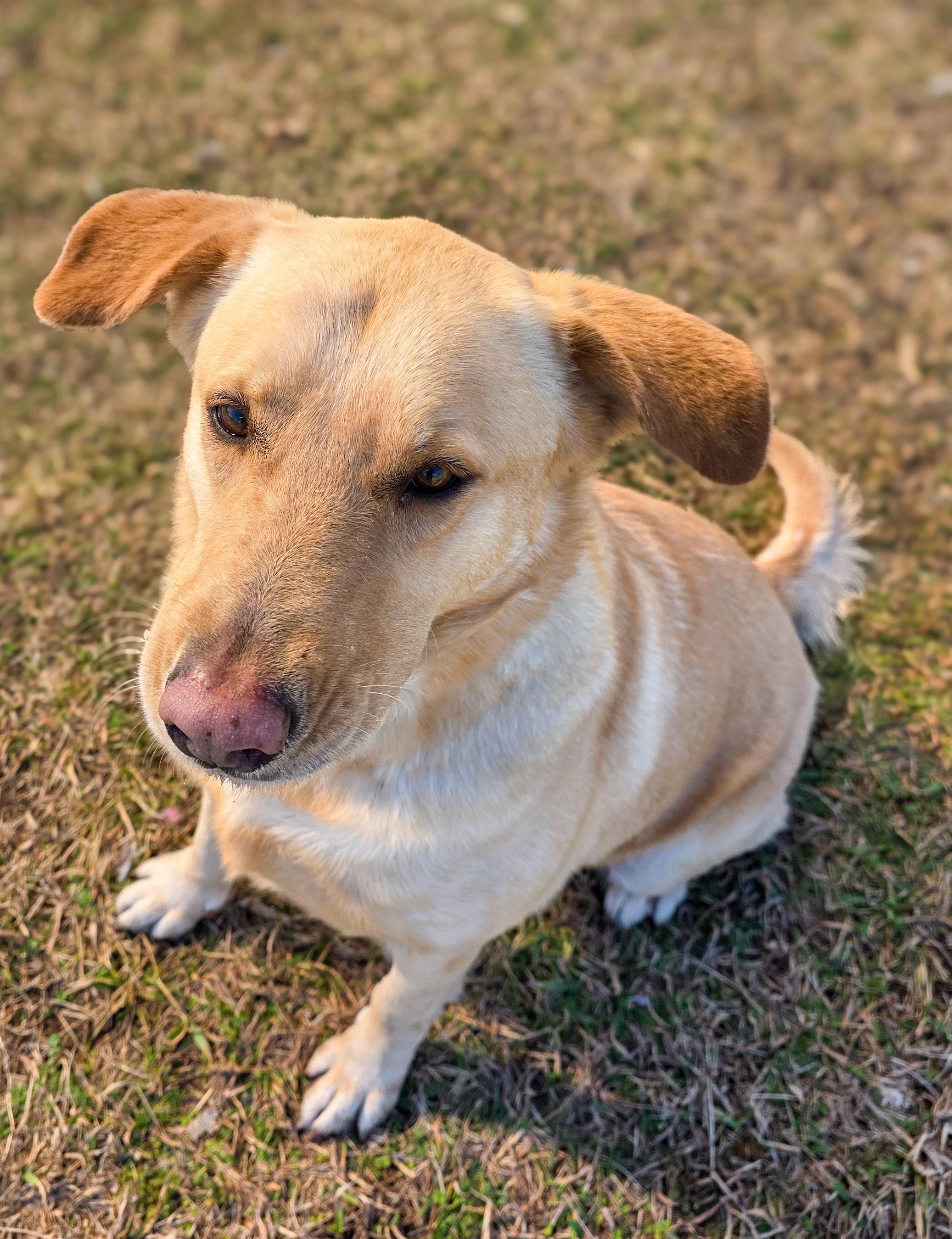 Ashton, a Adoptable Yellow Labrador Retriever in Mount Laurel, NJ image 6/6