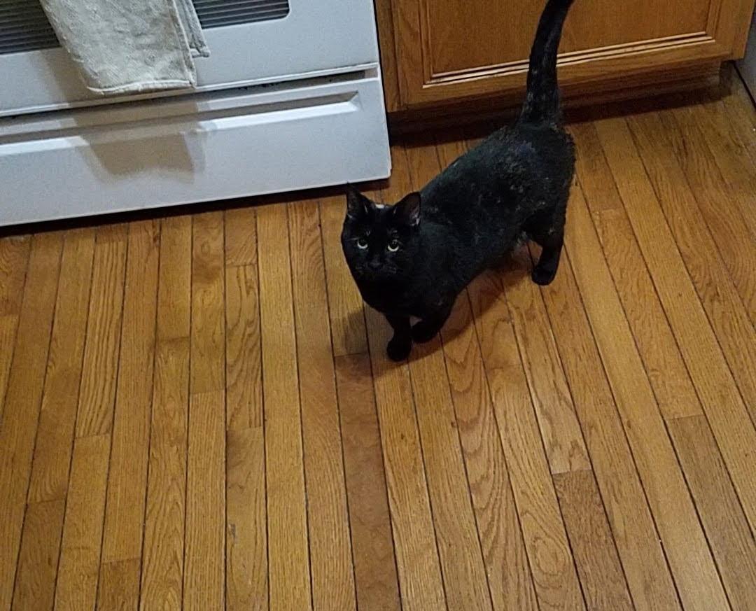 Enlarge Cybil, a Adoptable mixed breed in Richland , MI image 2/5