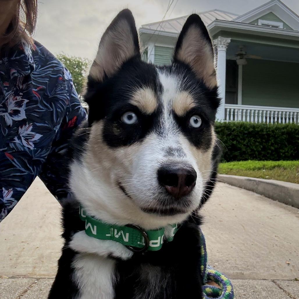 Lumi, Adoptable, Adult Female Husky & Mixed Breed.
