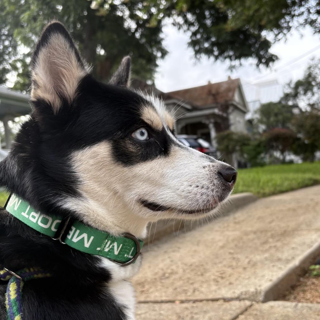 Lumi, a Adoptable mixed breed in San Antonio, TX image 2/6