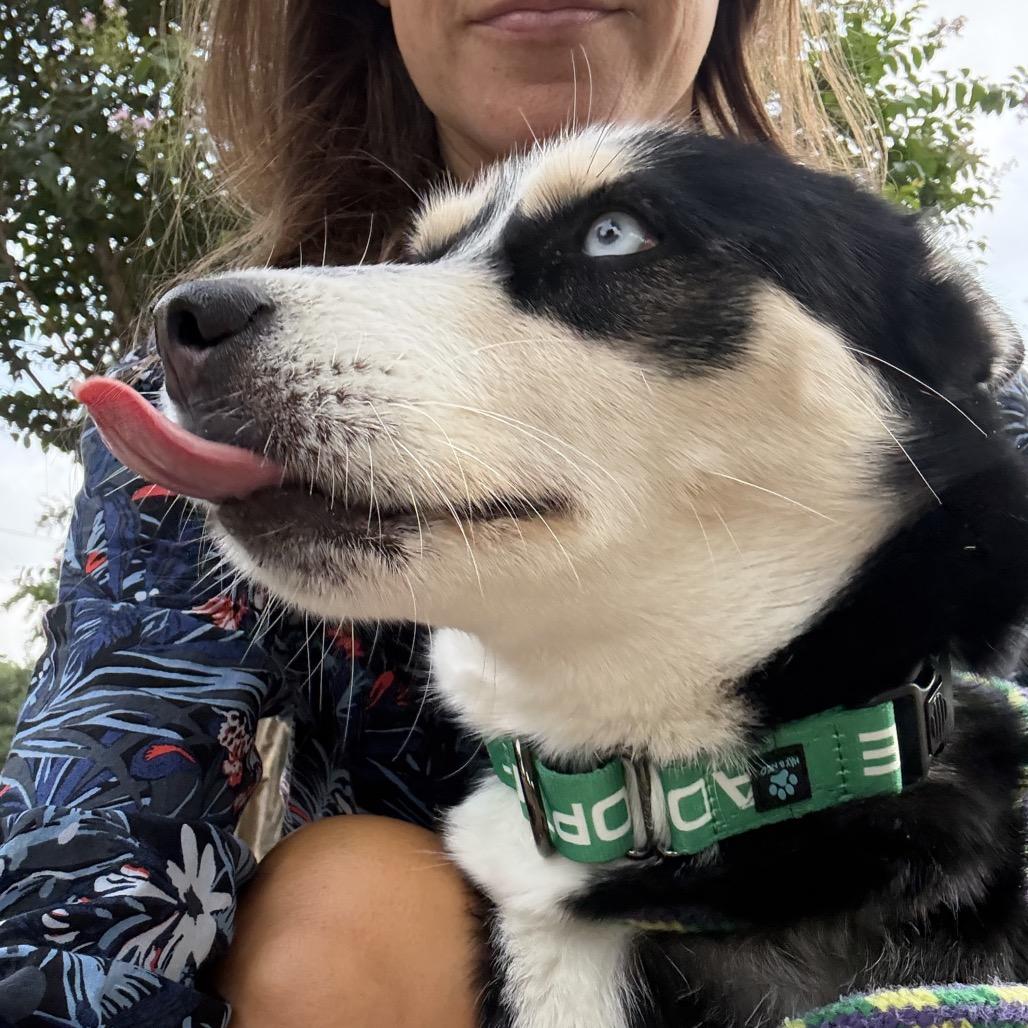 Lumi, a Adoptable mixed breed in San Antonio, TX image 3/6