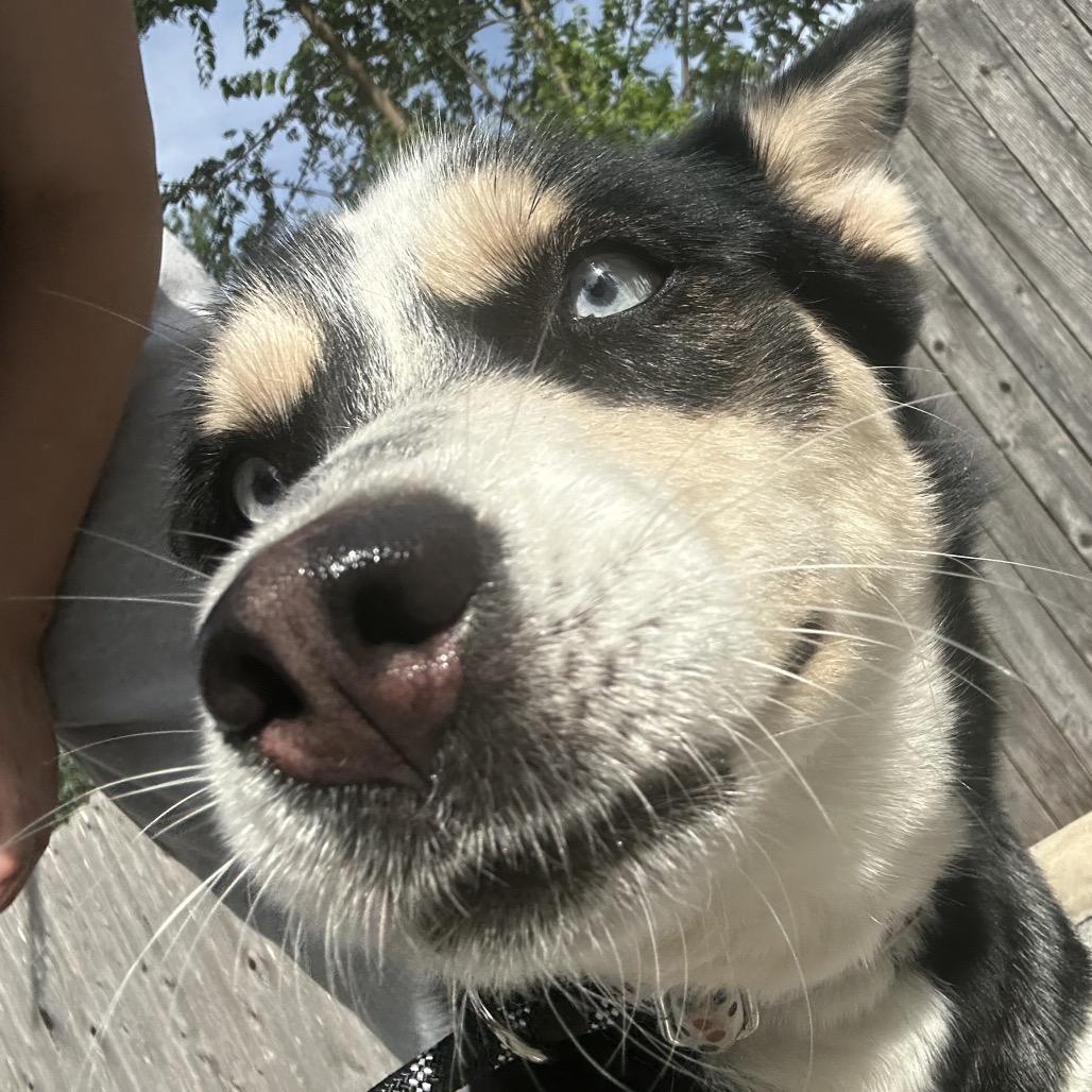 Lumi, a Adoptable mixed breed in San Antonio, TX image 4/6