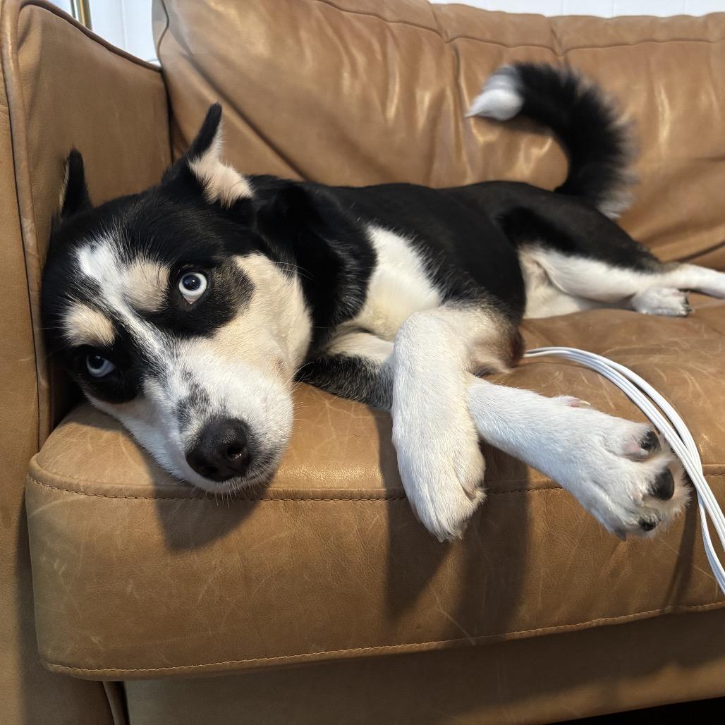 Lumi, a Adoptable mixed breed in San Antonio, TX image 5/6