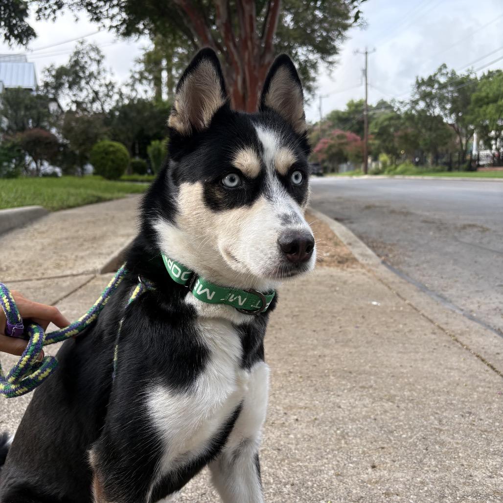 Lumi, a Adoptable mixed breed in San Antonio, TX image 6/6