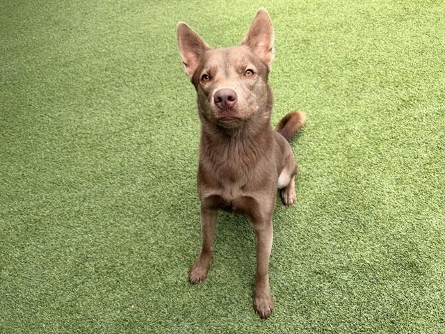 RENO, ADOPTABLE, Young • Male, Australian Kelpie.