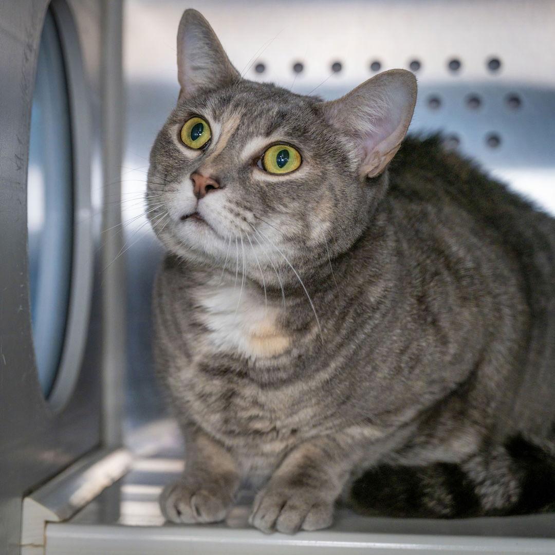 Graycie, Adoptable, Young Female Domestic Short Hair.