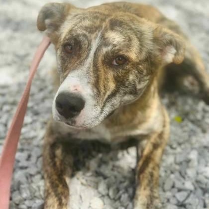 Arlo, an adoptable Plott Hound in Perth, ON, K7H 3C3 | Photo Image 2