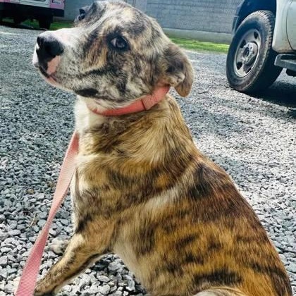 Arlo, Young Male Plott Hound