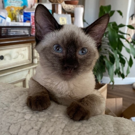 Enlarge Star, a Adopted Siamese in St. George, UT image 1/3