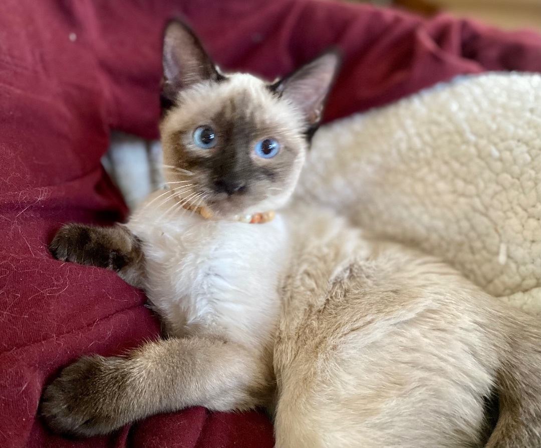 Enlarge Star, a Adopted Siamese in St. George, UT image 2/3