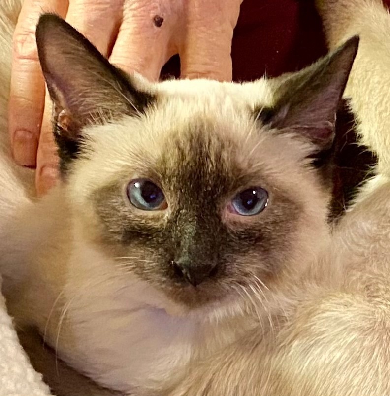 Enlarge Star, a Adopted Siamese in St. George, UT image 3/3