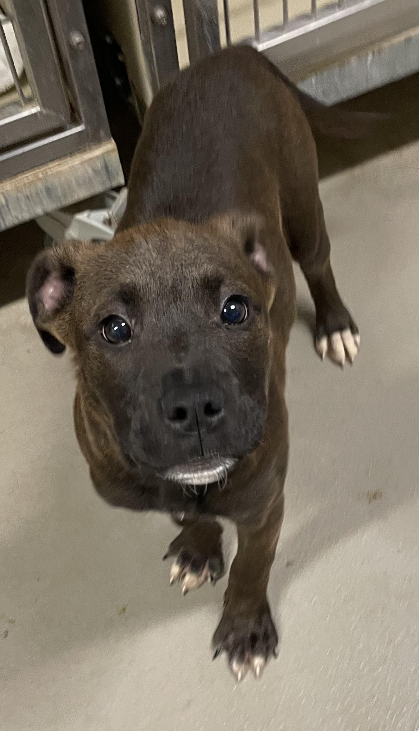 Enlarge Hershey ADOPTED, an adopted mixed breed in Canton, OH image 3/3