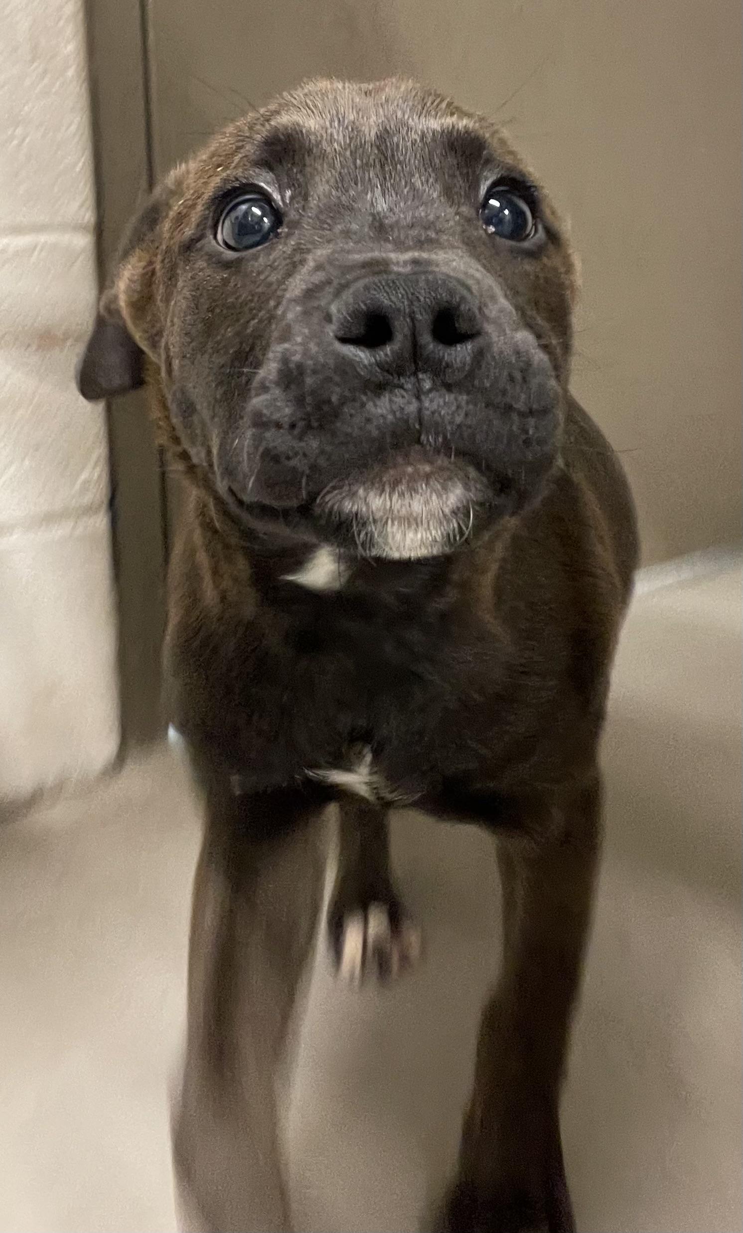 Enlarge Hershey ADOPTED, an adopted mixed breed in Canton, OH image 2/3