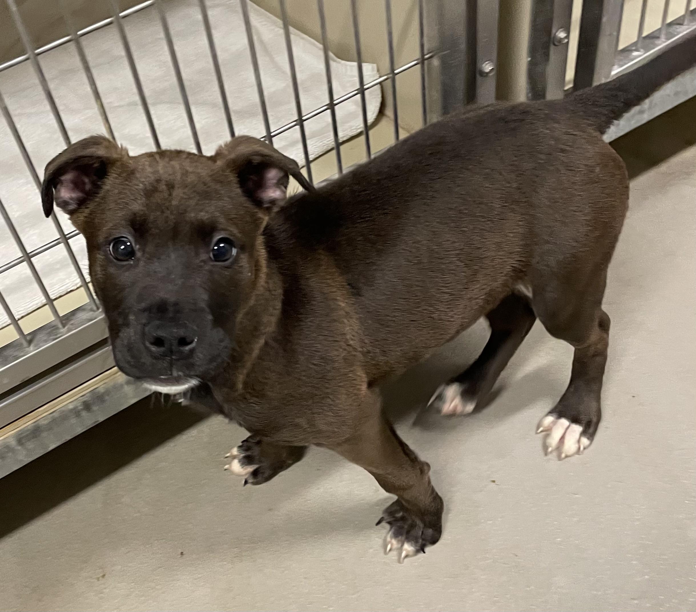 Enlarge Hershey ADOPTED, an adopted mixed breed in Canton, OH image 1/3