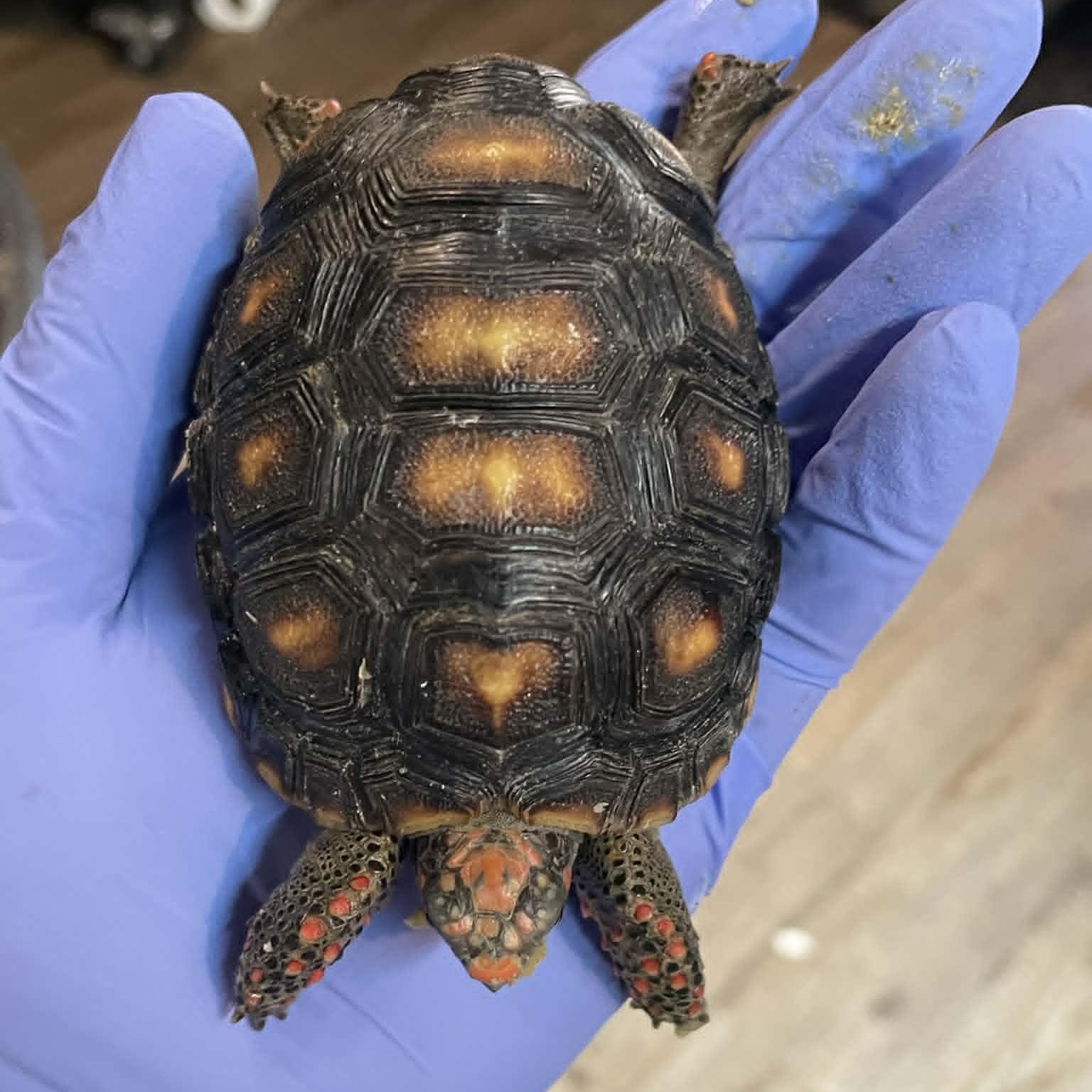 Enlarge Michaelangelo, an adopted Red Foot in Durham, NC image 2/2