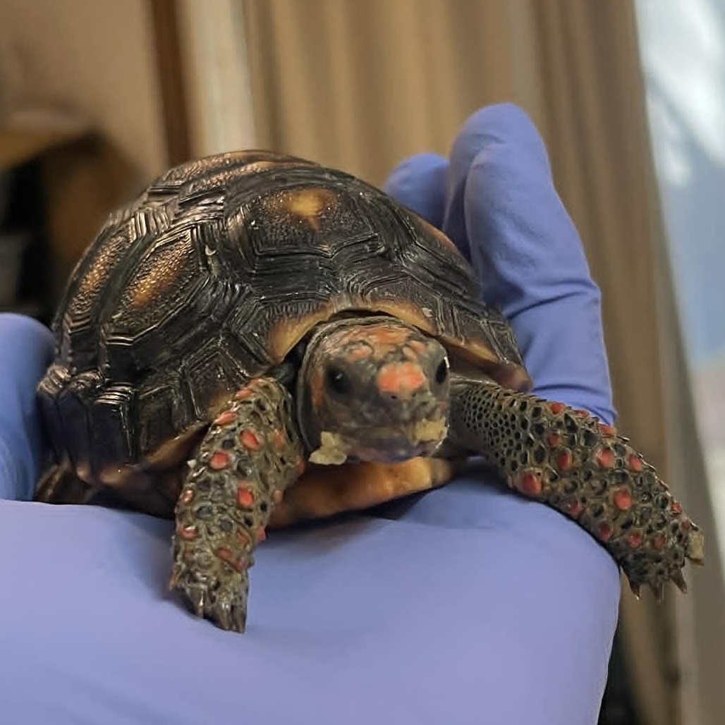 Enlarge Michaelangelo, an adopted Red Foot in Durham, NC image 1/2