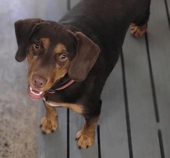 Enlarge Dallas, a Adoptable mixed breed in West Decatur, PA image 5/5