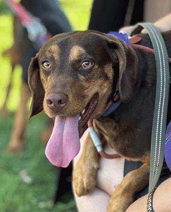 Enlarge Dallas, a Adoptable mixed breed in West Decatur, PA image 4/5