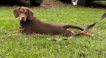 Dallas, Adoptable, Adult Male Beagle & Labrador Retriever.