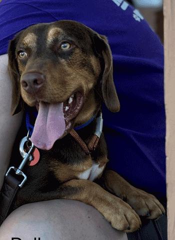 Enlarge Dallas, a Adoptable mixed breed in West Decatur, PA image 3/5