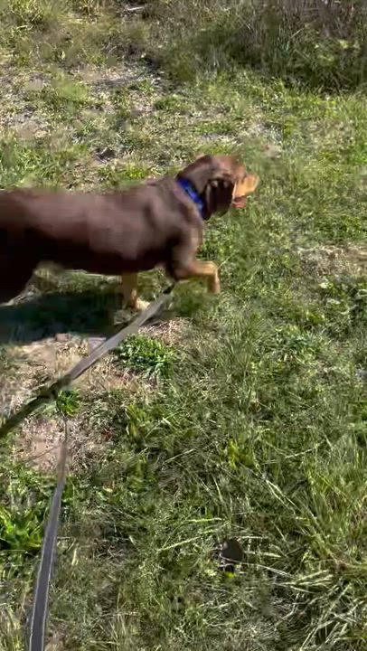 Enlarge Dallas, a Adoptable mixed breed in West Decatur, PA video 2/5