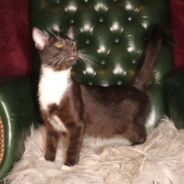 Yarrow, Adoptable, Adult Male Domestic Short Hair.