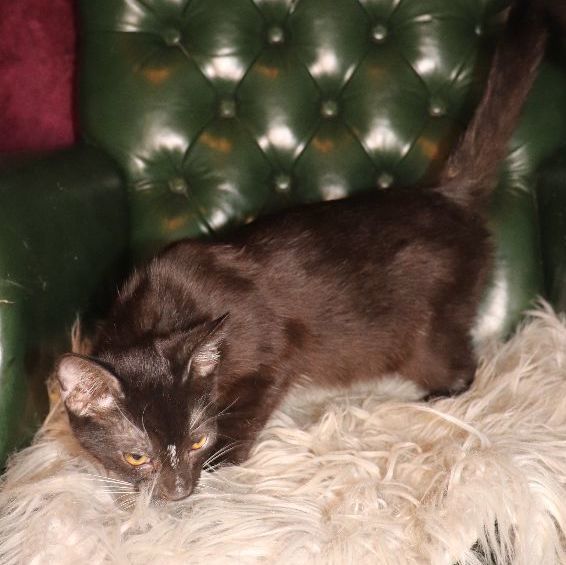 Yarrow, a Adoptable Domestic Short Hair in Carneys Point, NJ image 2/2