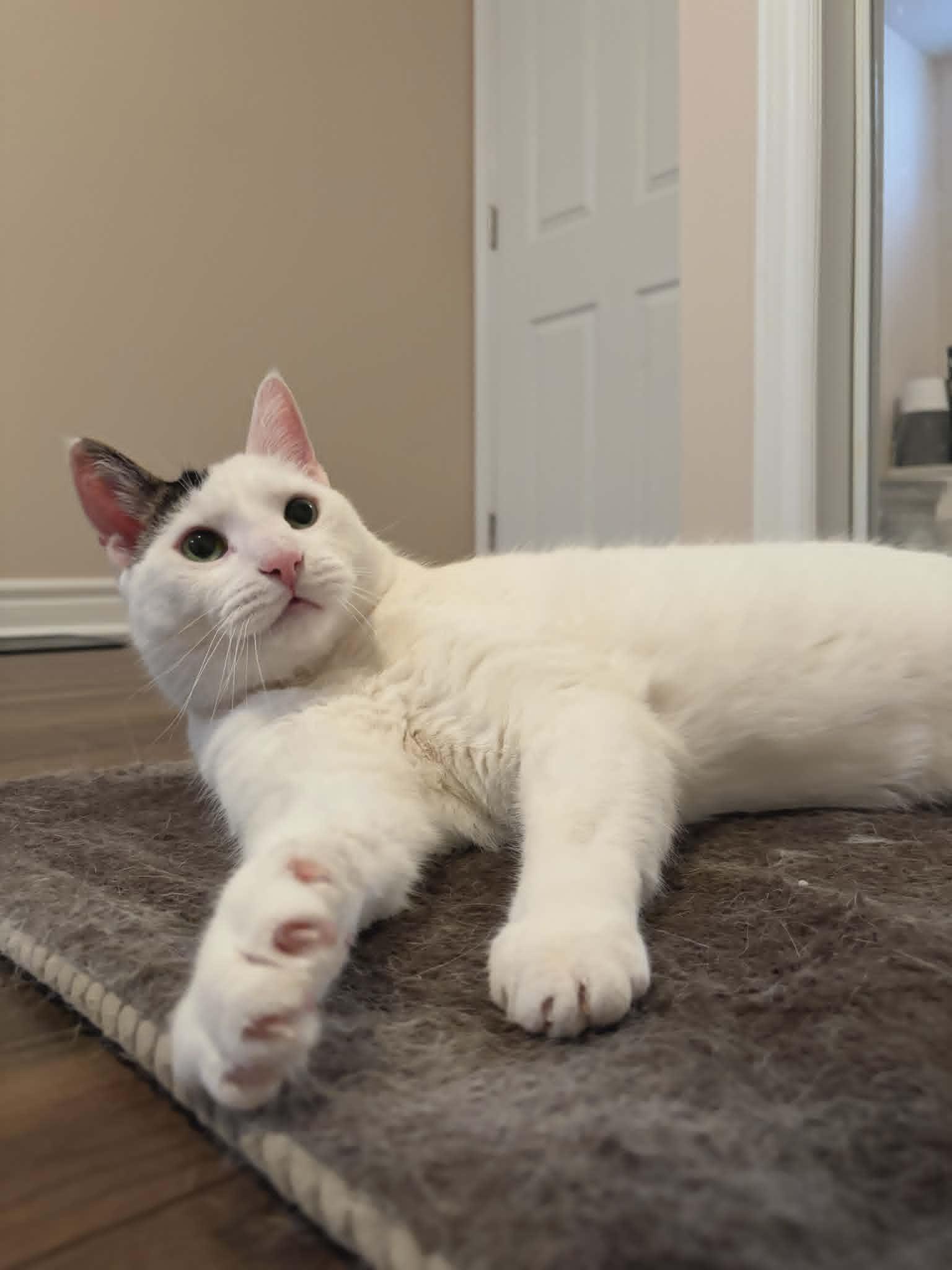 Enlarge Felix ( Elf) , a ADOPTABLE Domestic Short Hair in Hamilton, ON image 4/4