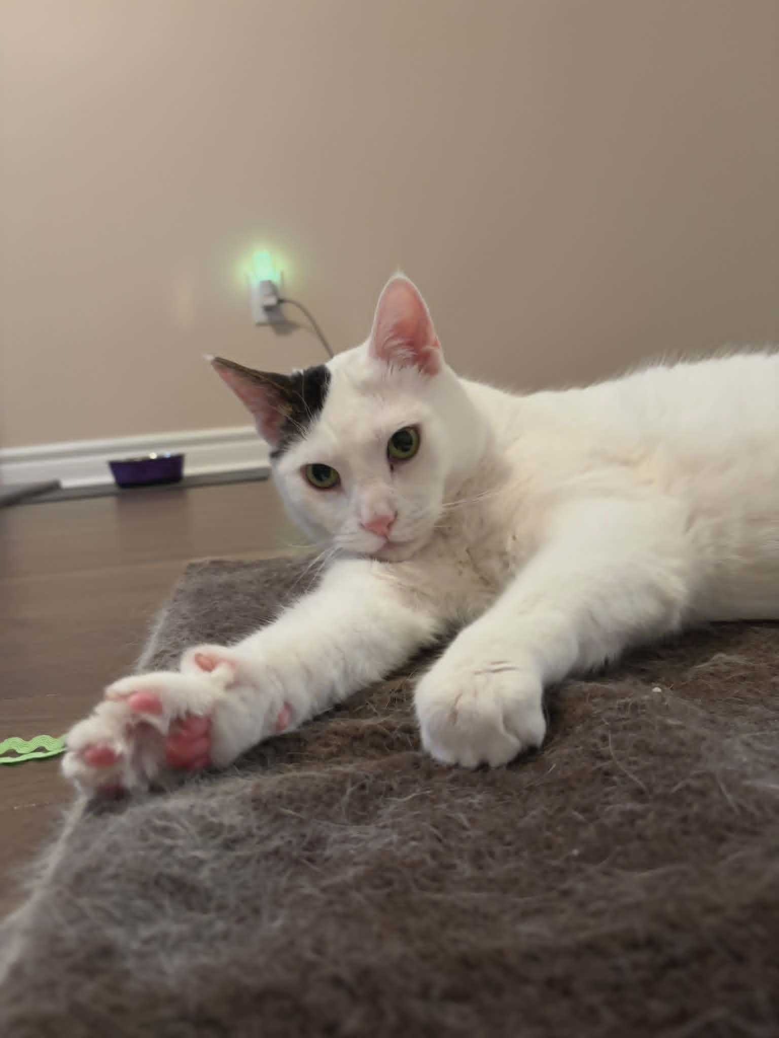 Enlarge Felix ( Elf) , a ADOPTABLE Domestic Short Hair in Hamilton, ON image 3/4