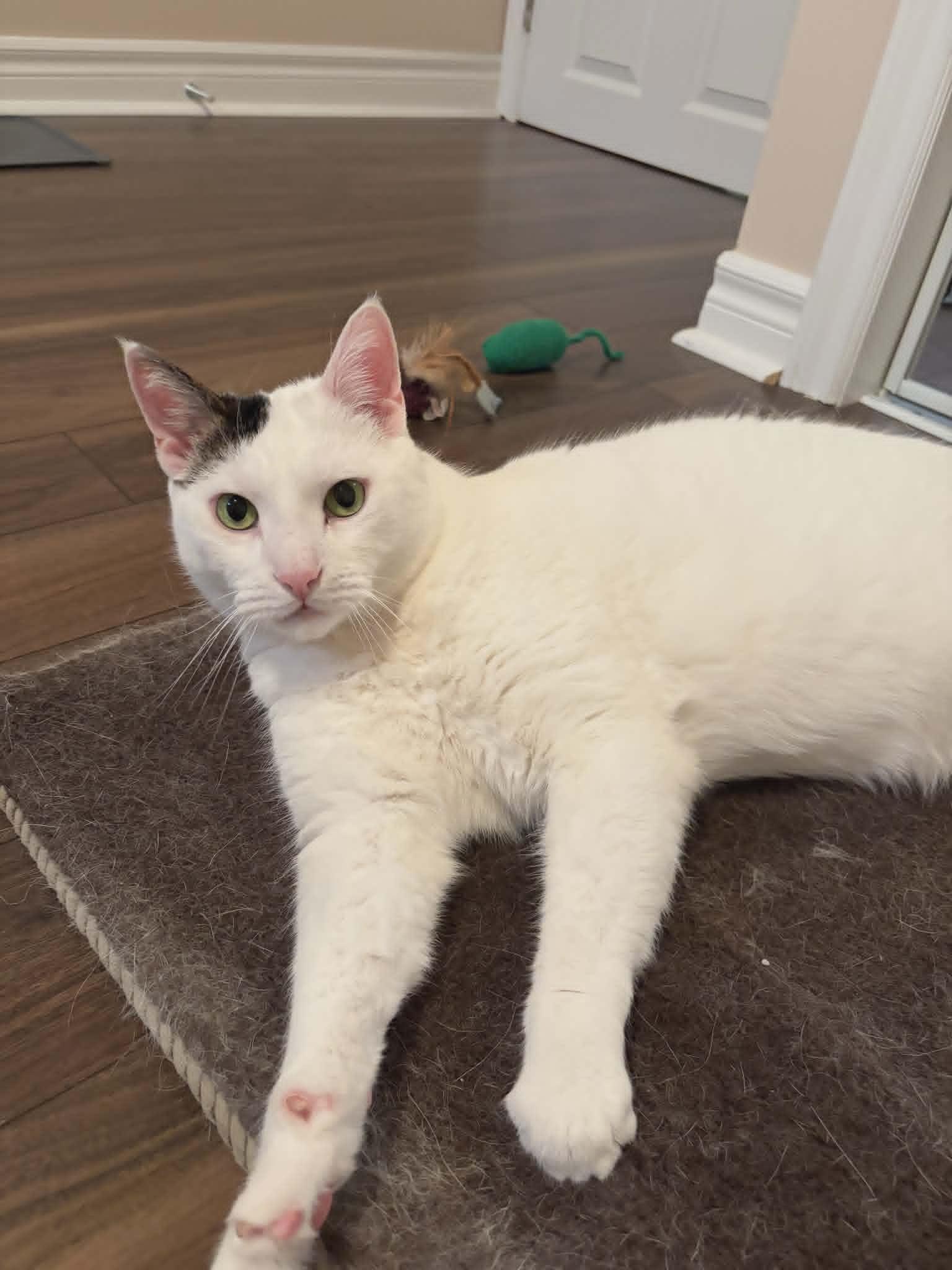 Felix ( Elf) , ADOPTABLE, Adult Male Domestic Short Hair.