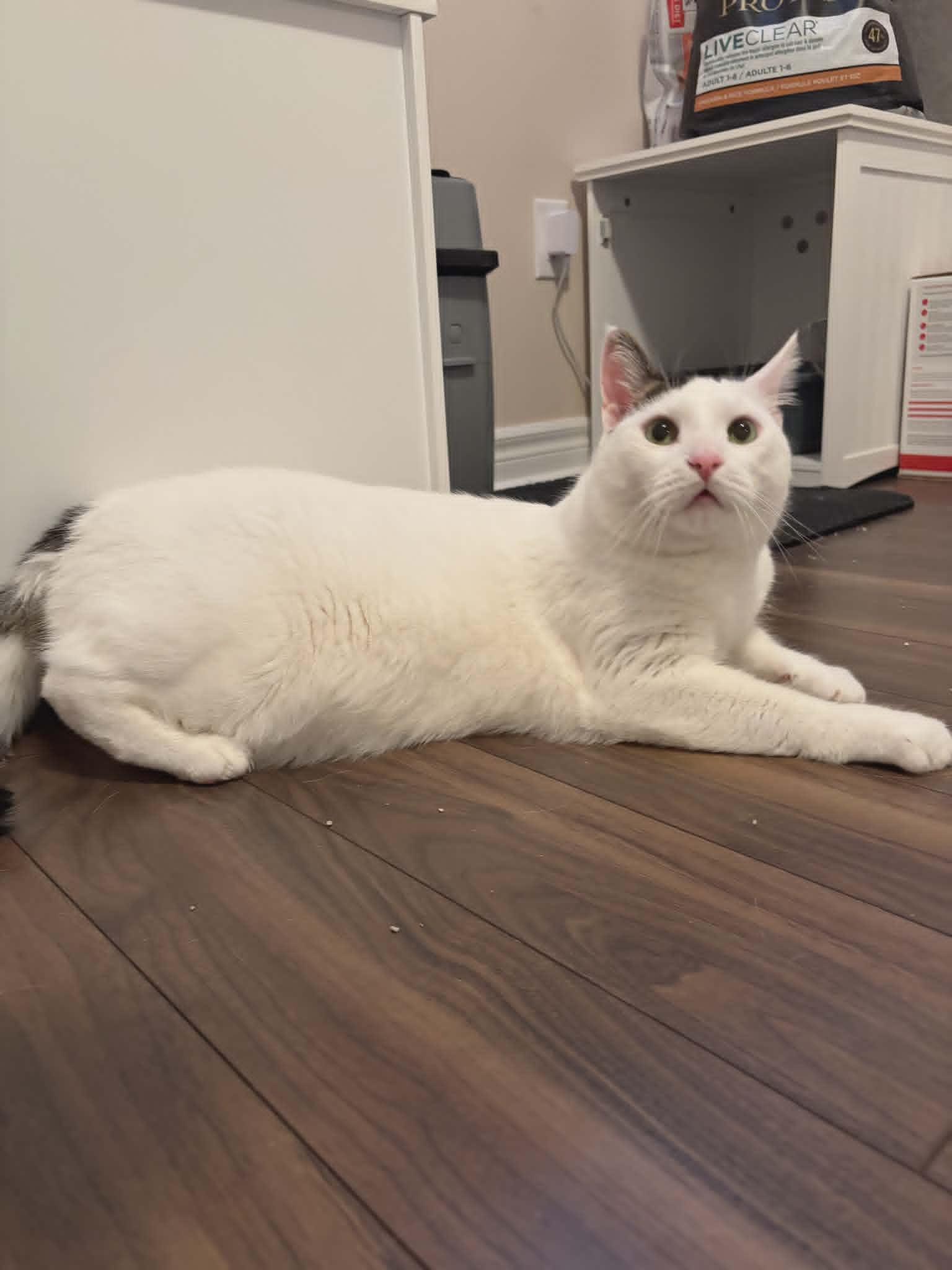 Enlarge Felix ( Elf) , a ADOPTABLE Domestic Short Hair in Hamilton, ON image 2/4