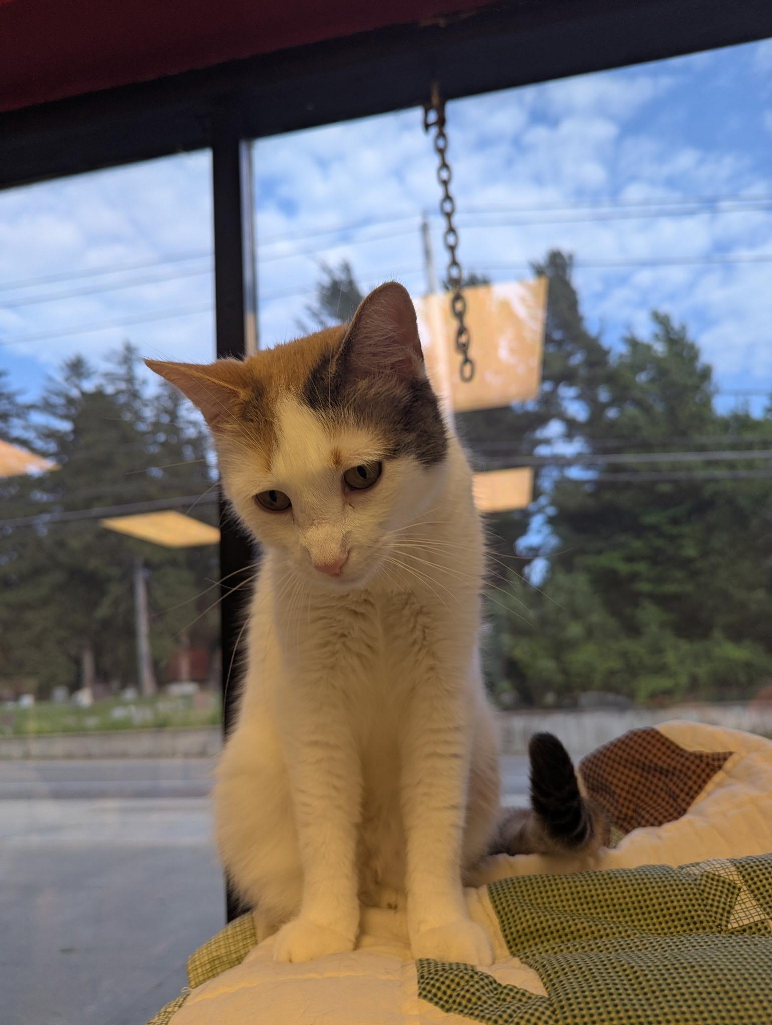 Solara, Adult Female American Shorthair